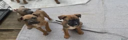 Mixed Breed dogs for sale: German Shepherd mix puppies  in Swansea - Advert 15