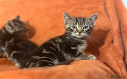 Ragdoll cats for sale: Ragdoll x British Shorthair kittens - Image 8