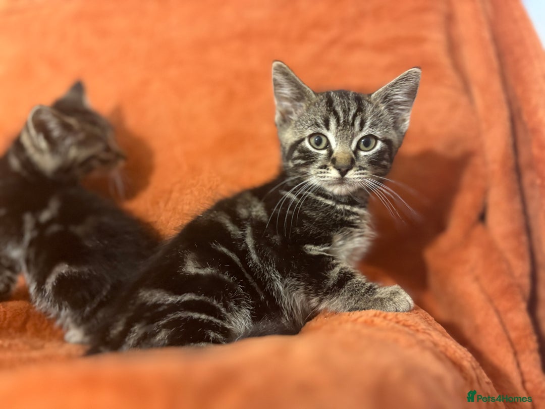 Ragdoll cats for sale: Ragdoll x British Shorthair kittens - Image 8