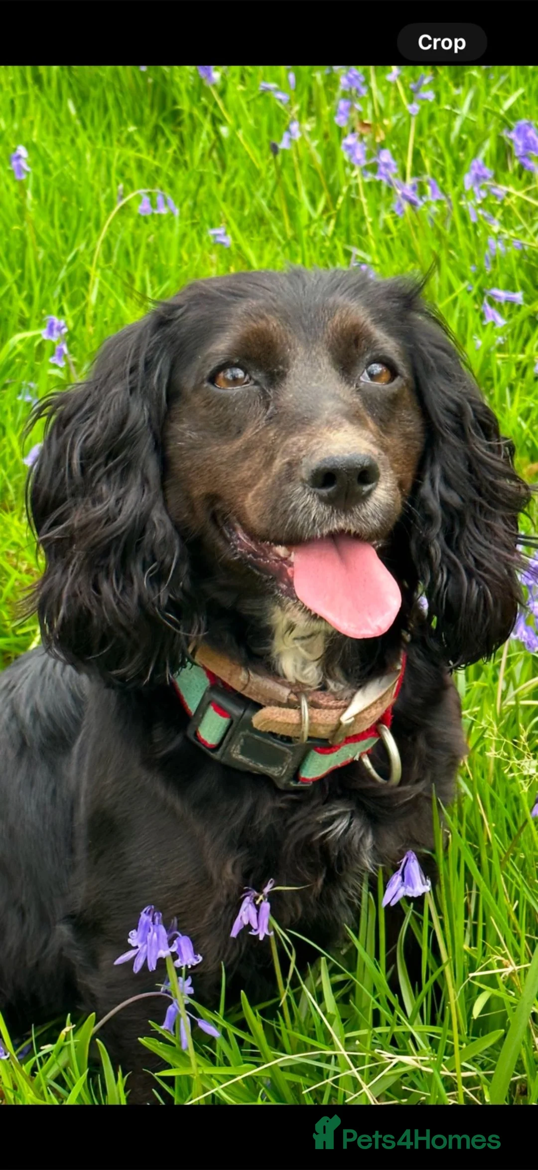 Cocker Spaniel dogs for sale: Our Beautiful girl Hope  - Advert 1