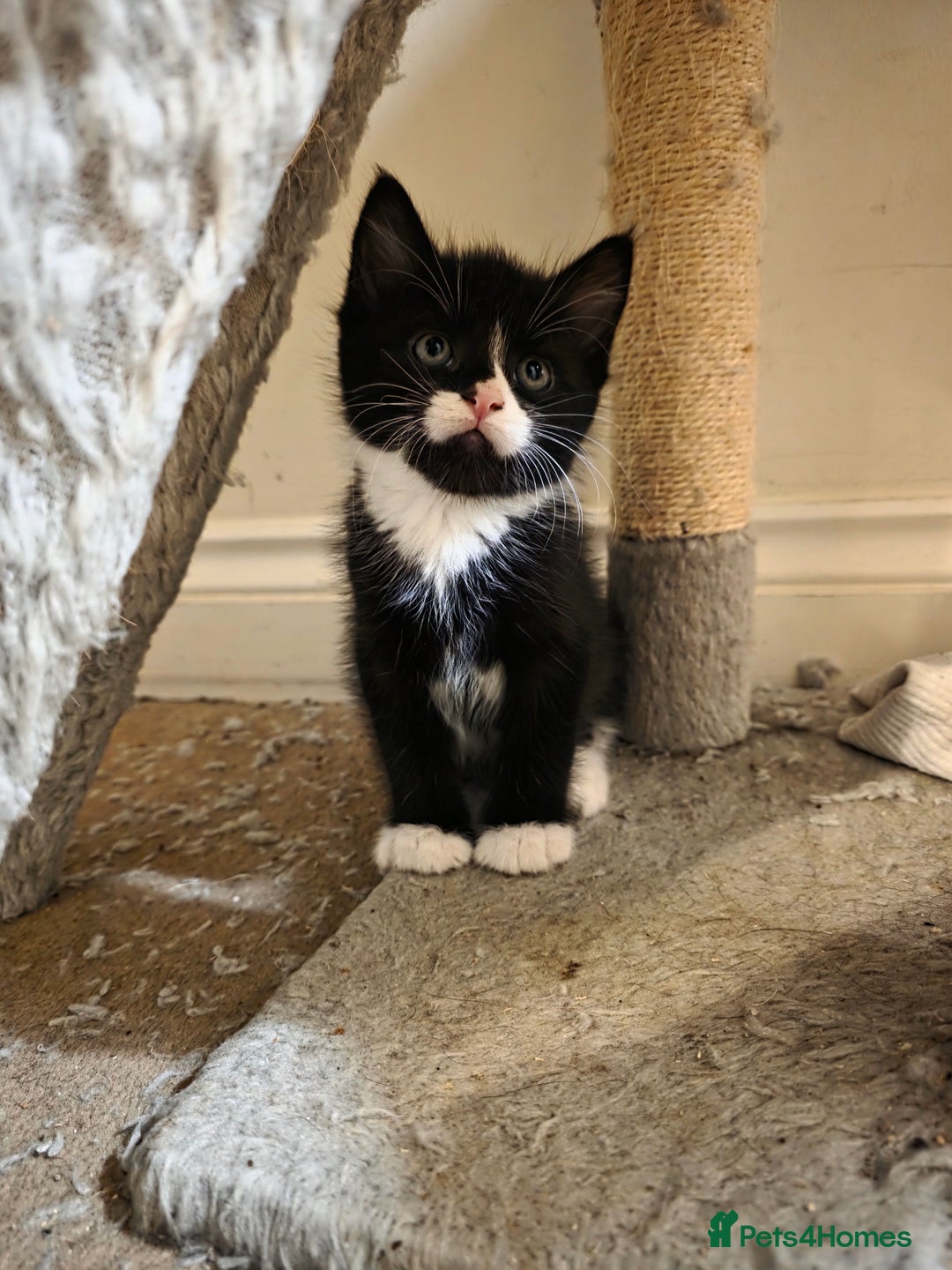 Mixed Breed cats for sale: Adorable longhair and short hair  - Advert 18