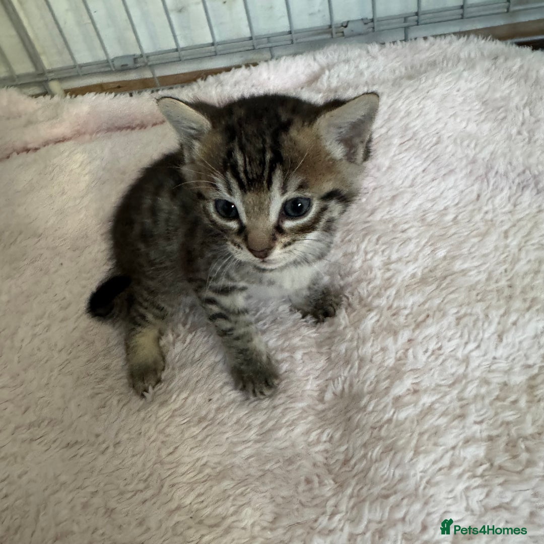 Savannah cats for sale: Only 1 girl savannah still available.  - Advert 6