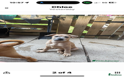 Mixed Breed dogs for sale: Chow bull ❤️ - Image 5