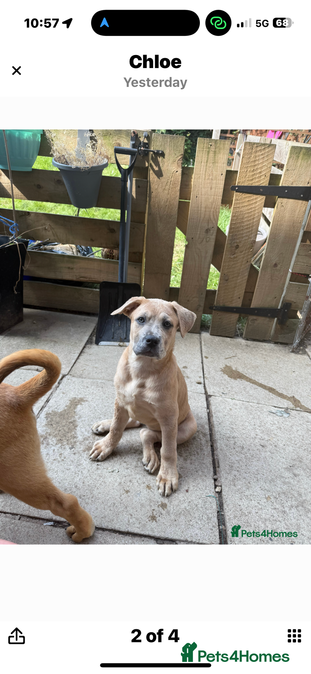 Mixed Breed dogs for sale: Chow bull ❤️ - Image 5