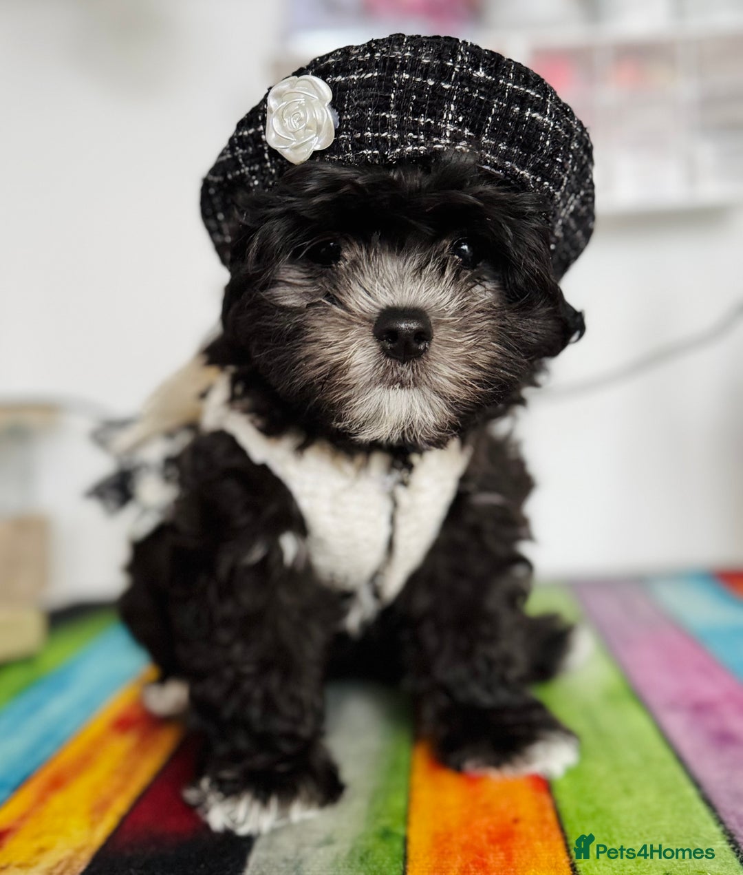 Maltipoo dogs for sale: 🩵Last Top Quality Rare Korean/Asian F1 Maltipoo🩵 in Bathgate - Image 35