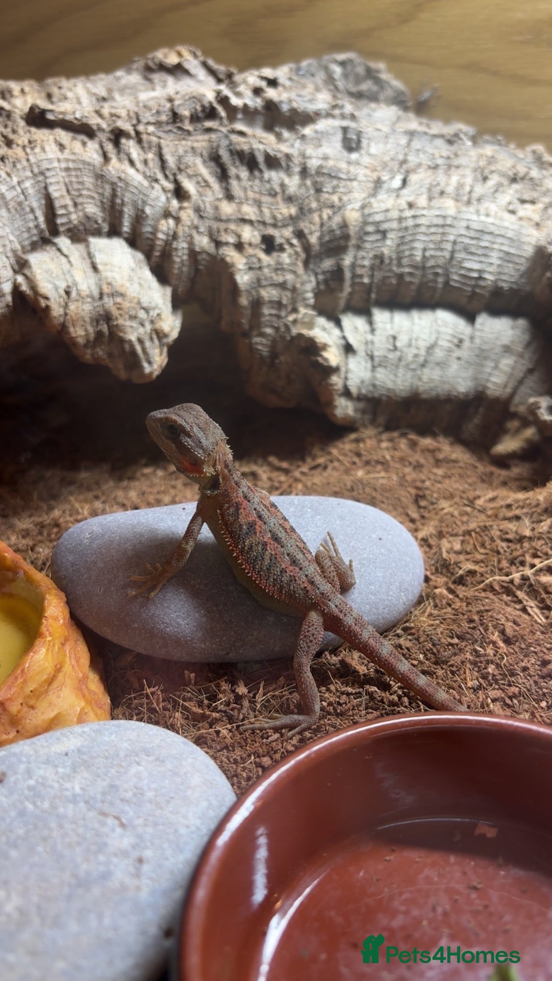 Bearded Dragon reptiles for sale: Female bearded dragon  - Image 9