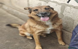Mixed Breed dogs for adoption: 💖🐶 LARA 🐶💖 - Image 25