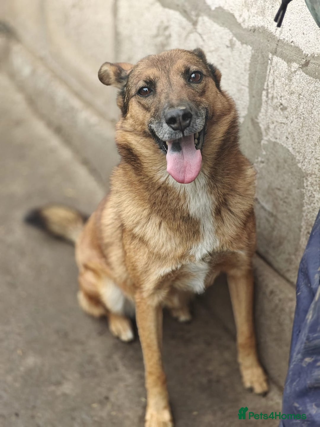 Mixed Breed dogs for adoption: 💖🐶 LARA 🐶💖 - Image 25