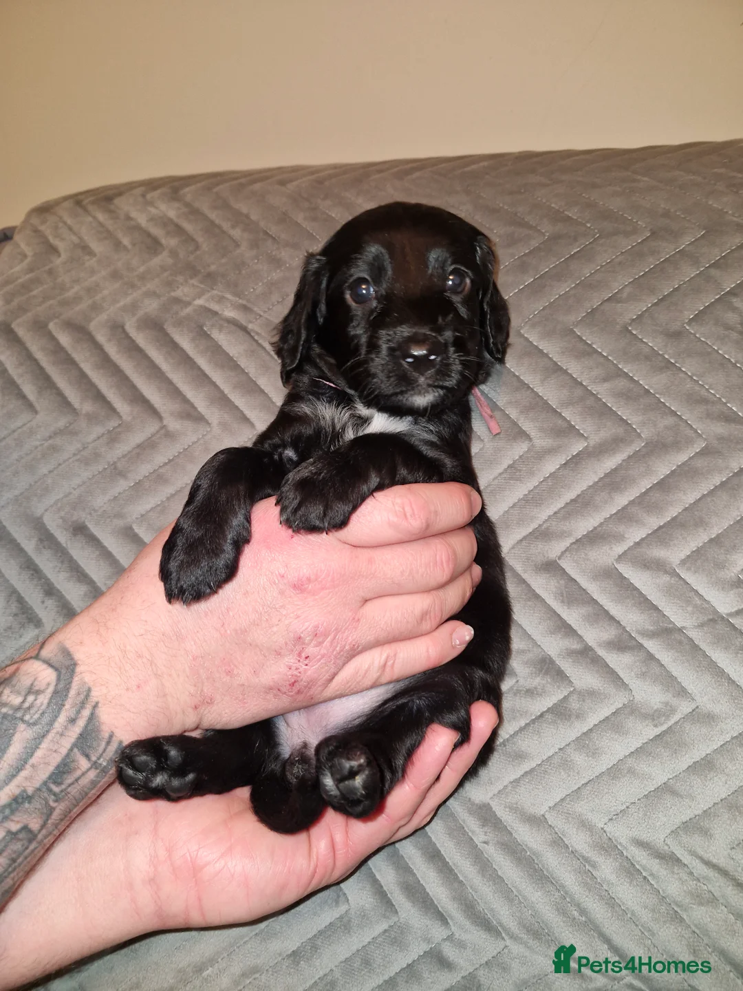 Sproodle dogs for sale: Sproodle f1b puppies - Advert 40