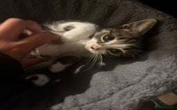 Mixed Breed cats for sale: 3 kittens available now  - Image 7