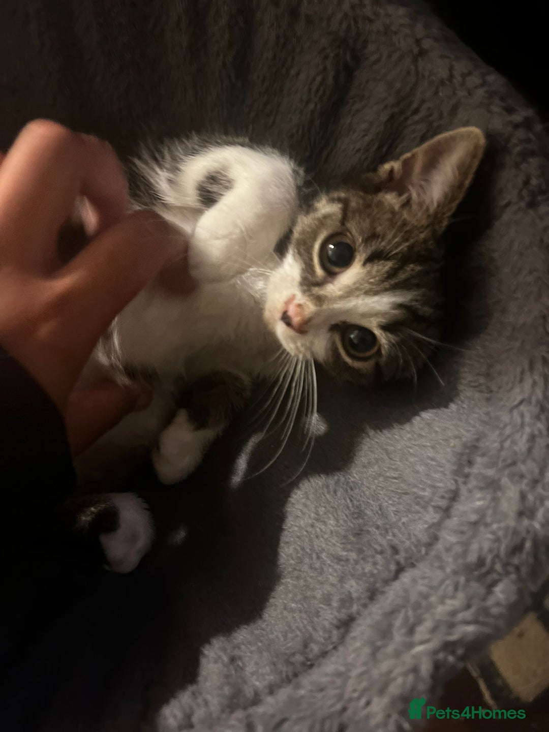 Mixed Breed cats for sale: 3 kittens available now  - Image 7