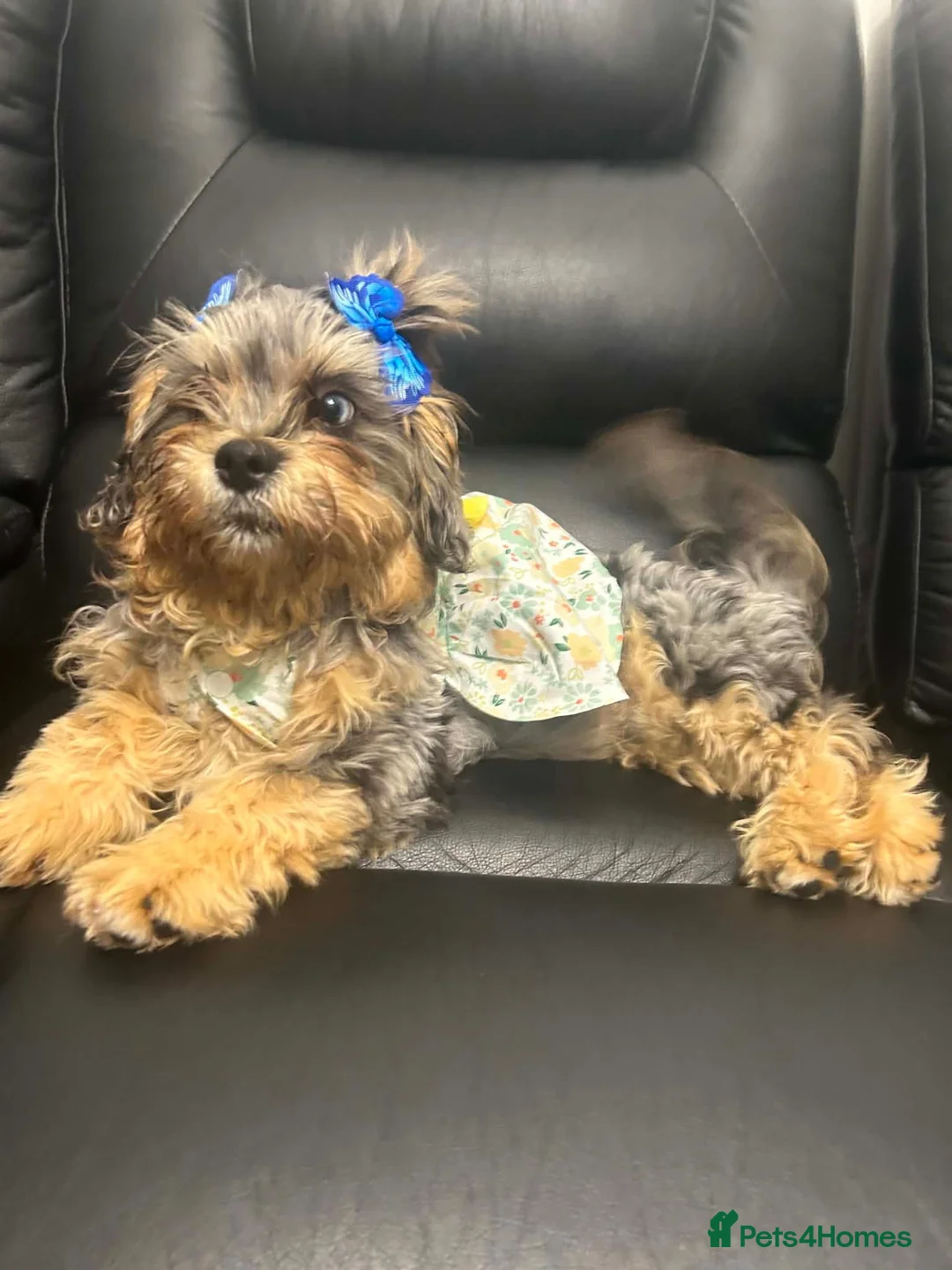 Shihpoo dogs for sale: ShihPoo Puppies — Ready Now! 🐾 in Ilford - Advert 1