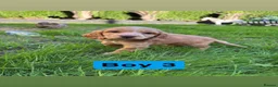 Cocker Spaniel dogs for sale: Show cocker spaniel - Advert 9