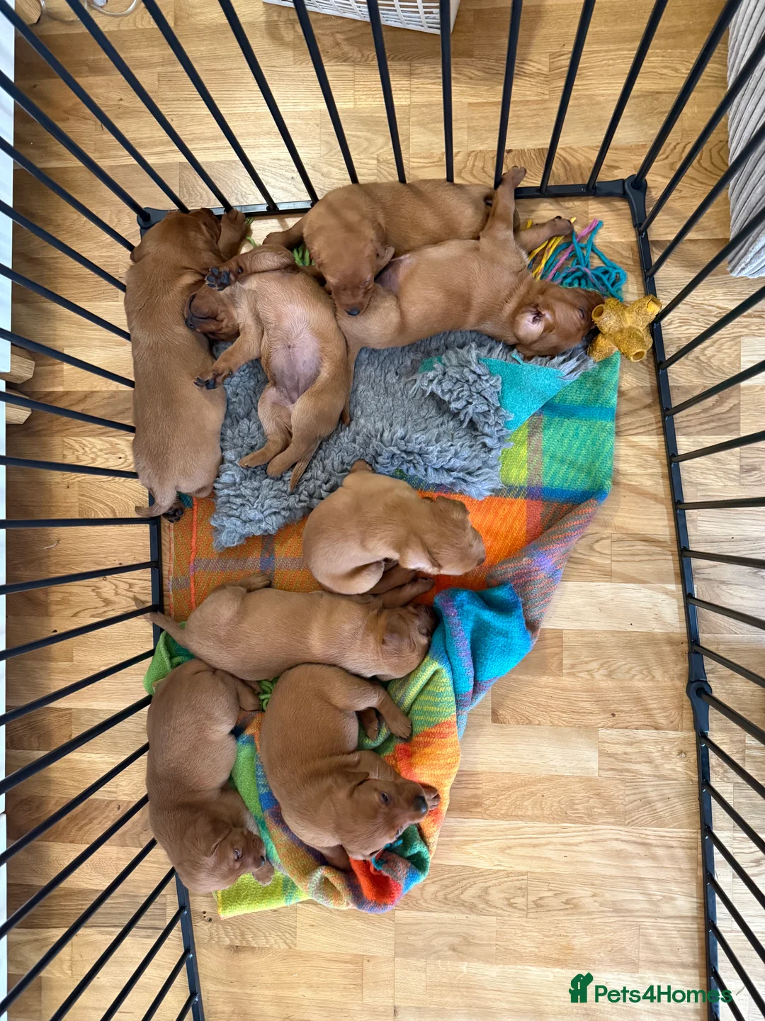 Labrador Retriever dogs for sale: Beautiful KC Registered Fox Red Labrador Pups - Advert 2