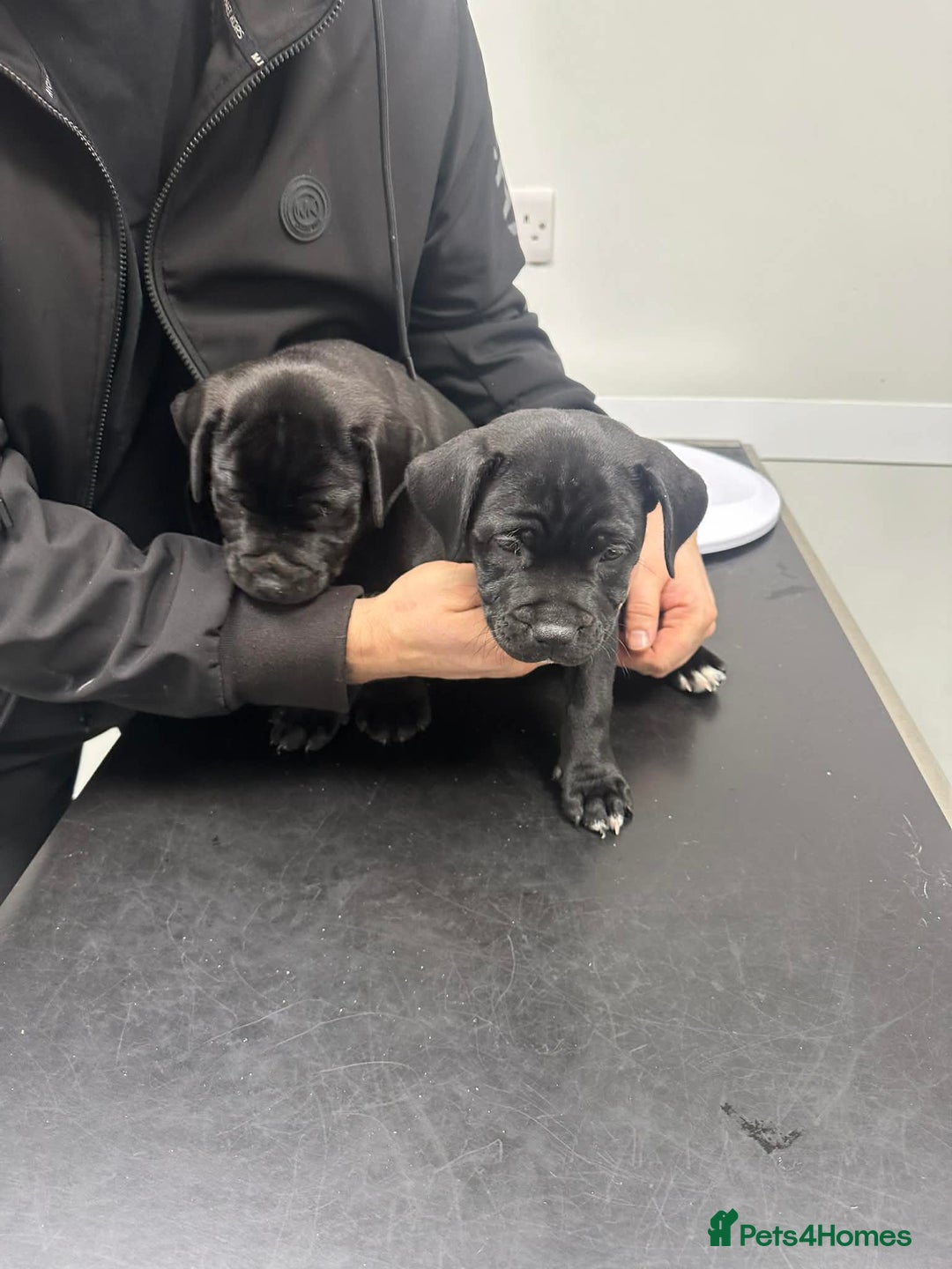 Staffordshire Bull Terrier dogs for sale: Puppies for sale  - Advert 1