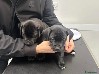 Staffordshire Bull Terrier dogs Puppies for sale - Advert 1