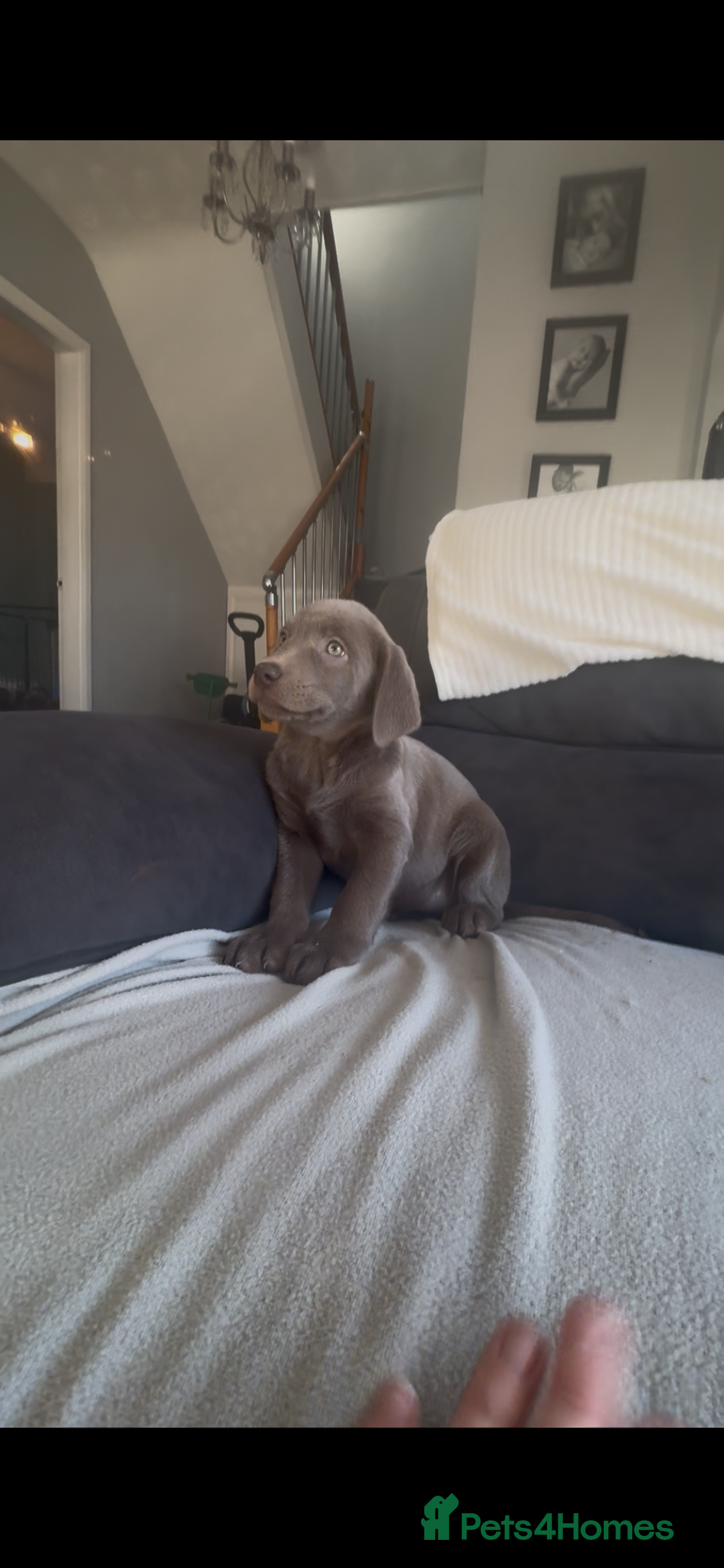 Labrador Retriever dogs for sale: Stunning silver Labradors  - Advert 34