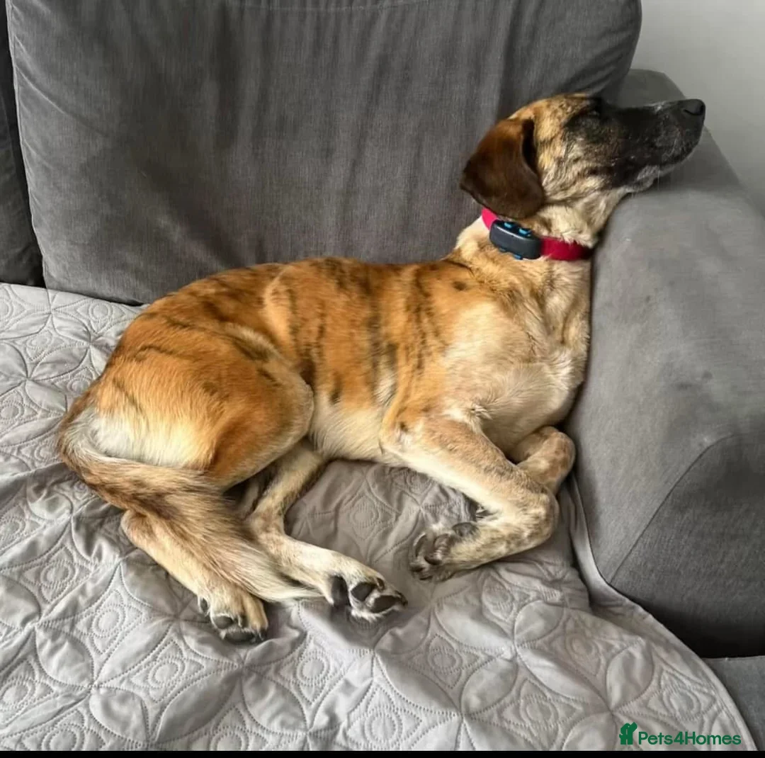 Mixed Breed dogs for adoption: Darcy - Norwich Norfolk  in Norwich - Advert 6