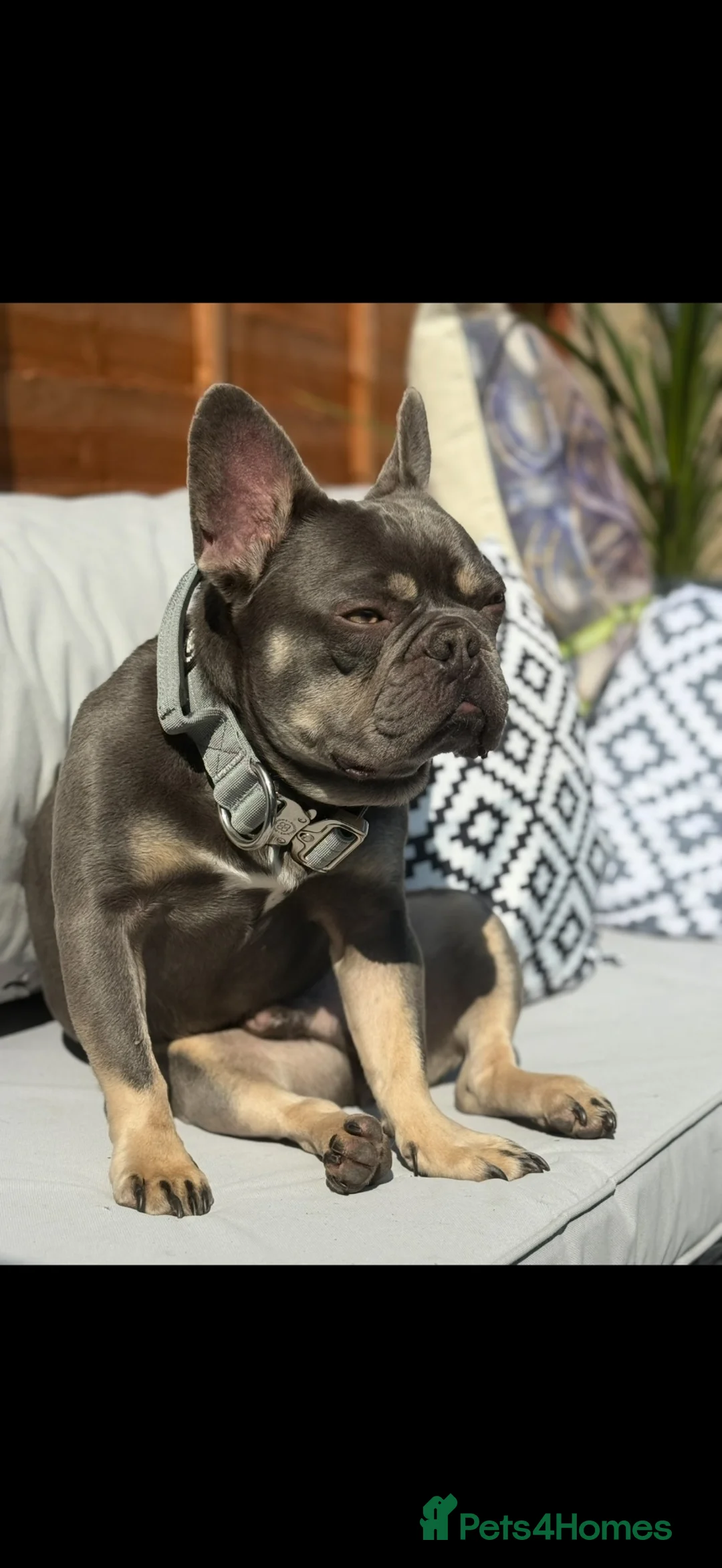 French Bulldog dogs for sale: 3.5 year old neutered French bulldog  - Advert 1