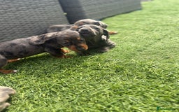 Miniature Dachshund dogs for sale: Beautiful babies - Image 29