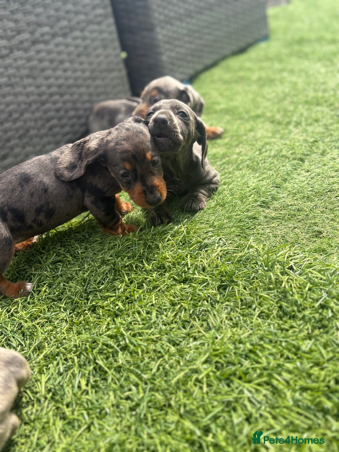 Miniature Dachshund dogs for sale: Beautiful babies - Image 29
