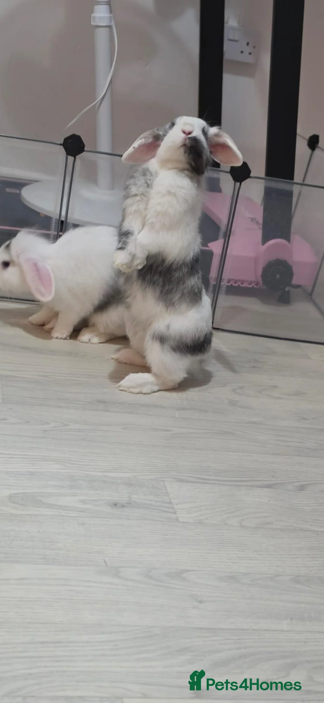 Mixed Breed rabbits for sale: Female lionhead/lop bunnys in Hengoed - Advert 2