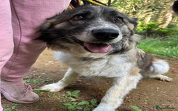 Mixed Breed dogs for adoption: Hilda - Norwich Norfolk  - Image 35