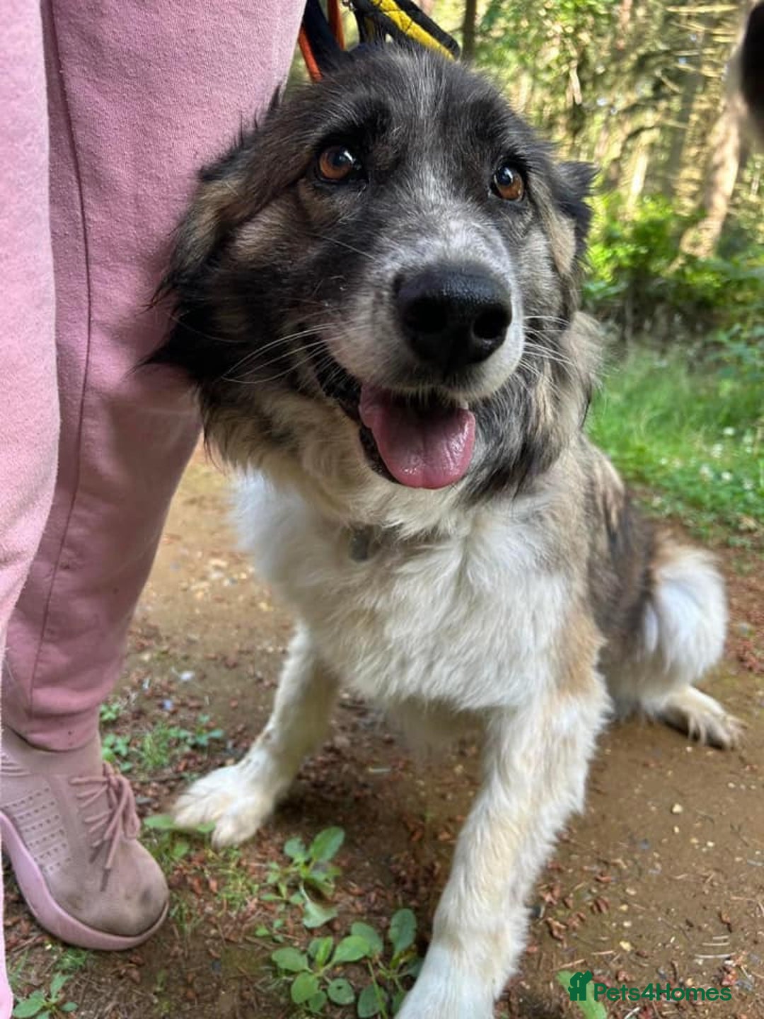 Mixed Breed dogs for adoption: Hilda - Norwich Norfolk  - Image 35