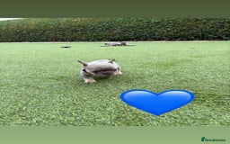 French Bulldog dogs for sale: *FLUFFY FRENCHIE’S* - Image 9