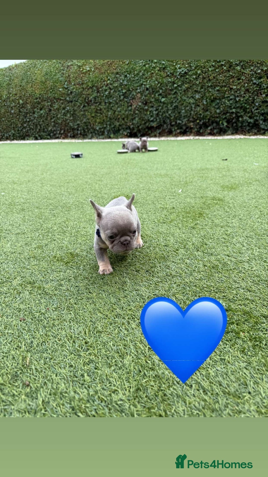 French Bulldog dogs for sale: *FLUFFY FRENCHIE’S* - Image 9