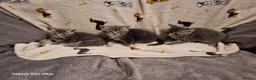 Mixed Breed cats for sale: Beautiful blue tabby kittens  - Advert 3