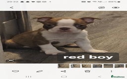 Boston Terrier dogs for sale: Beautiful Boston terrier puppies  - Image 3