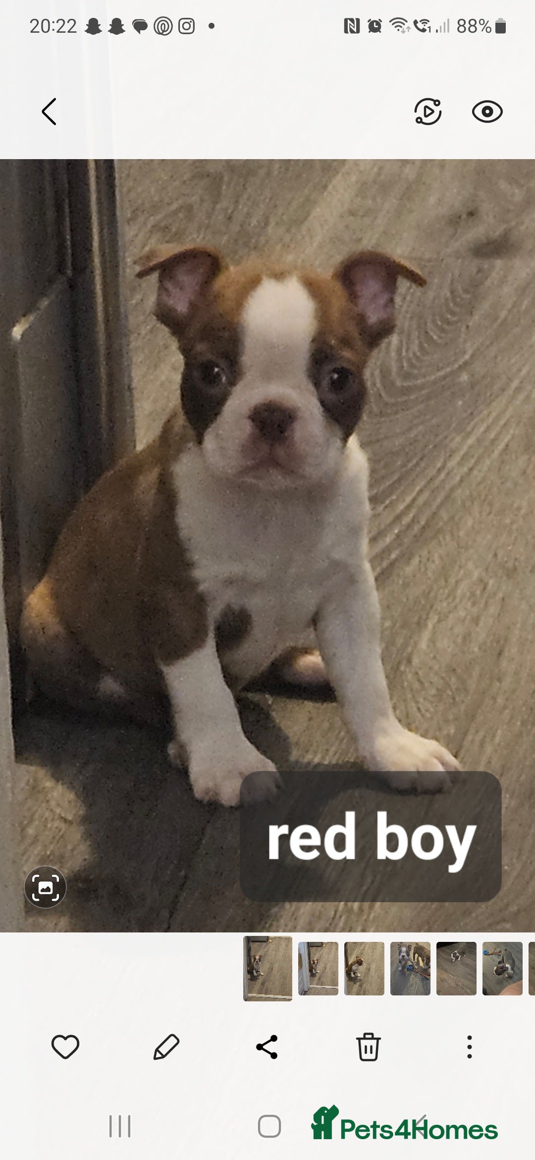 Boston Terrier dogs for sale: Beautiful Boston terrier puppies  - Image 3