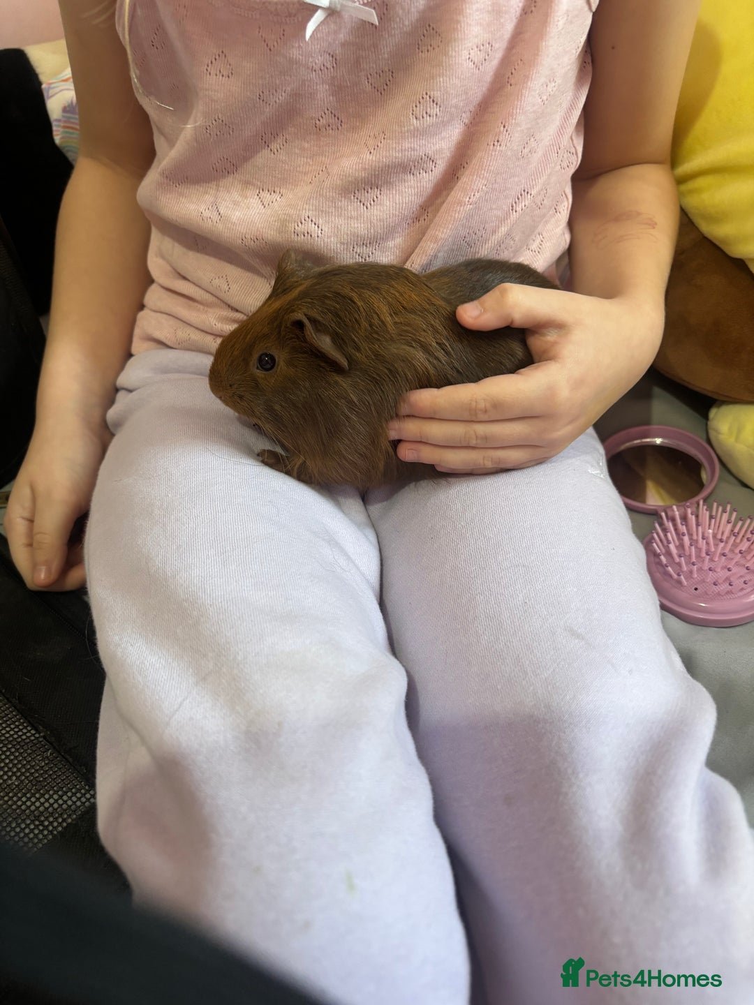 Guinea Pig rodents for sale: Baby piggies - Advert 3