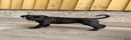 Cane Corso dogs for sale: Exceptional 88% Cane Corso / 12% Malinois Puppies in Preston - Advert 28