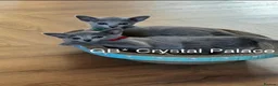 Russian Blue cats for sale: Russian Blue Full Pedigree American Champion Lines - Advert 9