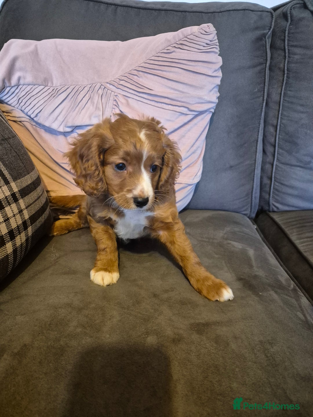 Cockapoo dogs for sale: F1B Cockapoo girl looking for her forever home. - Image 4