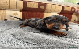 Miniature Dachshund dogs for sale: "2 Girls Left" Beautiful Mini Dachshund Puppies - Image 4