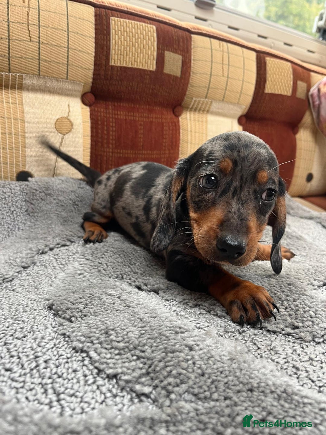 Miniature Dachshund dogs for sale: "2 Girls Left" Beautiful Mini Dachshund Puppies - Image 4
