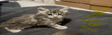 Maine Coon Kitten 3