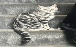 British Shorthair cats for sale: Last boy British shorthair kitten seeks family  - Image 7