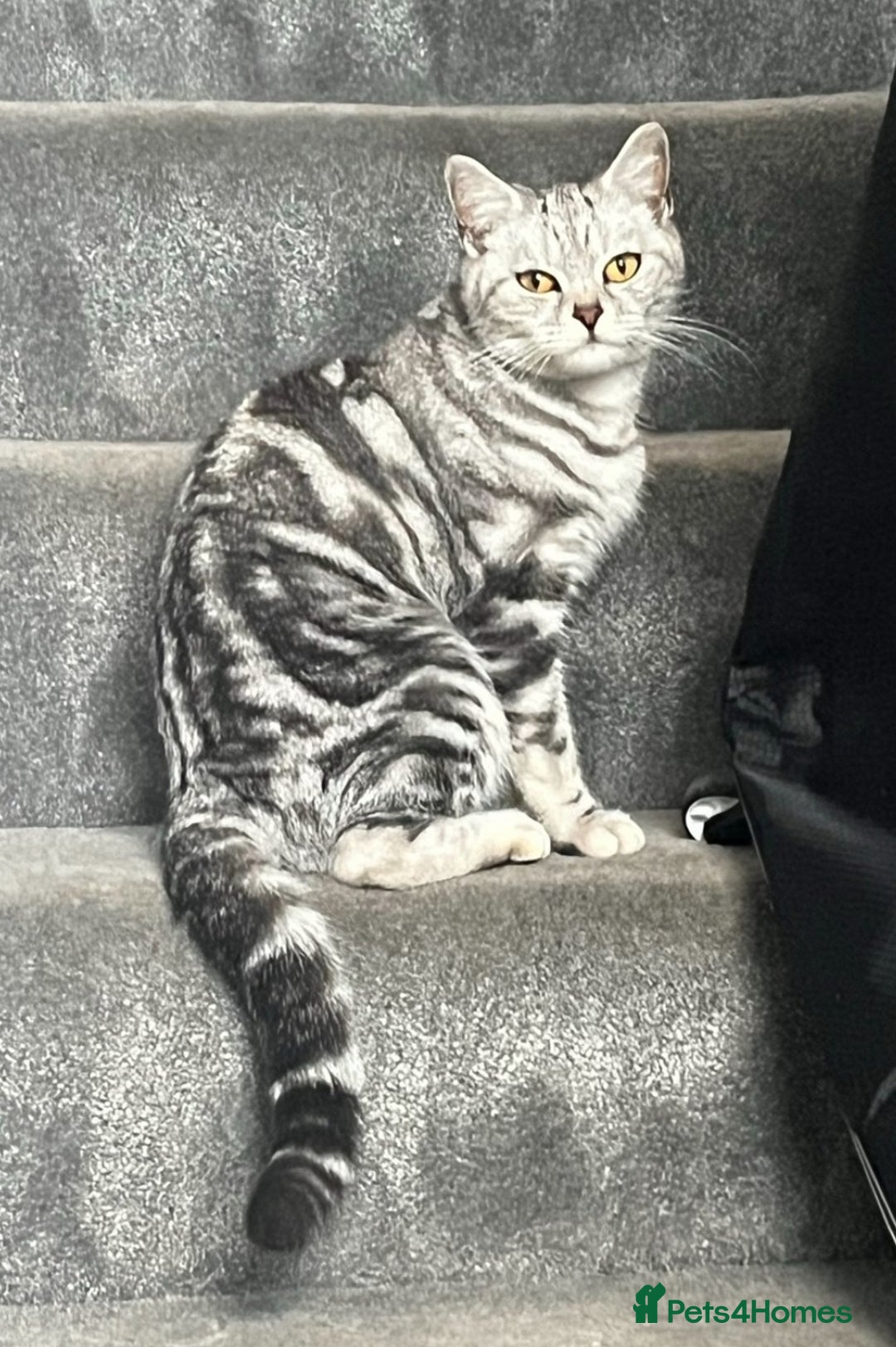 British Shorthair cats for sale: Last boy British shorthair kitten seeks family  - Image 7