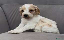 Cockapoo dogs for sale: stunning cockapoo puppies  - Image 12
