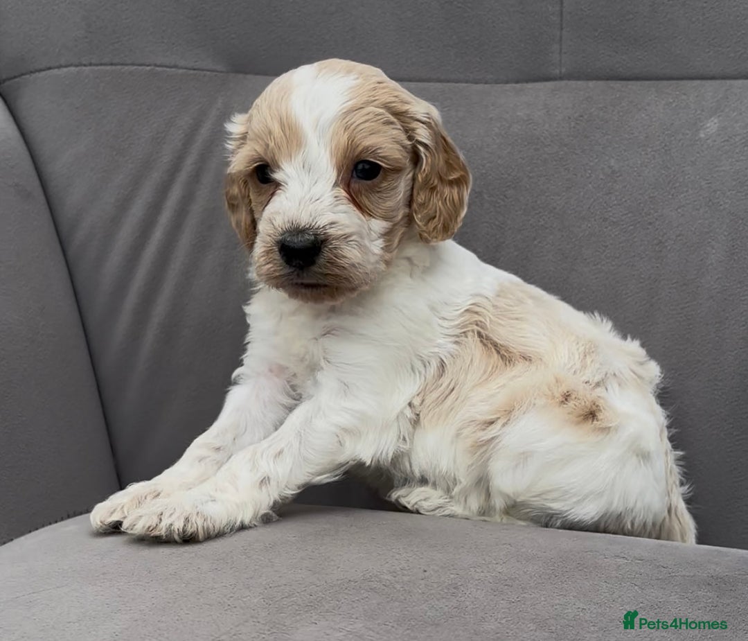 Cockapoo dogs for sale: stunning cockapoo puppies  - Image 12