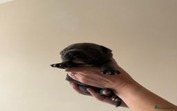 Staffordshire Bull Terrier dogs for sale: Blue Staffordshire bull terriers - Image 3