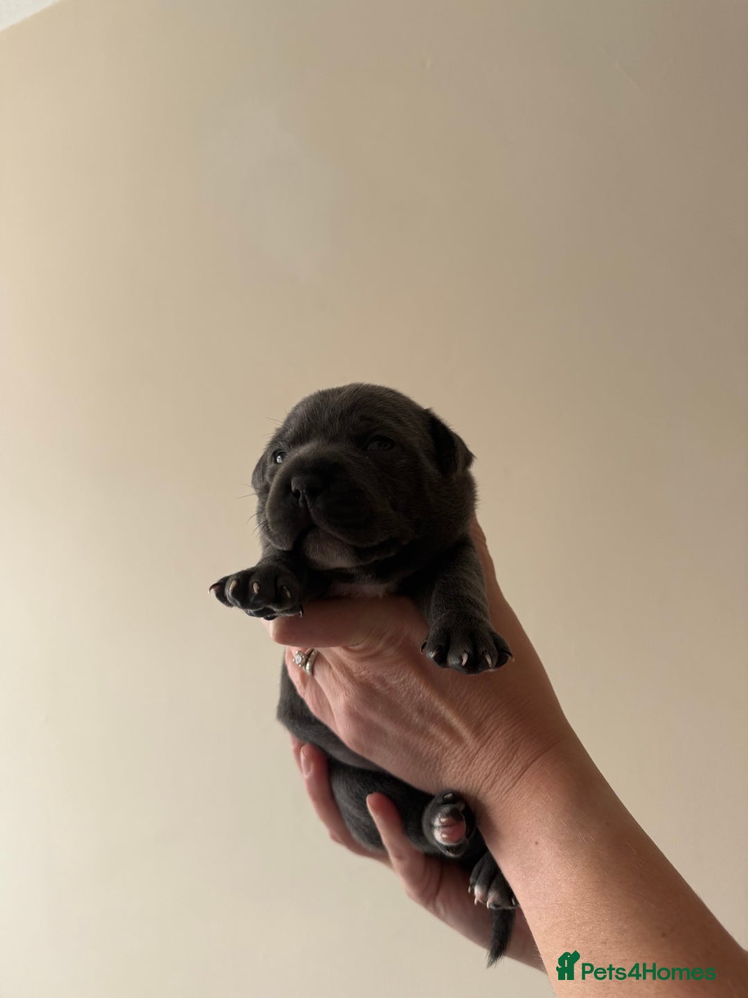 Staffordshire Bull Terrier dogs for sale: Blue Staffordshire bull terriers - Image 3
