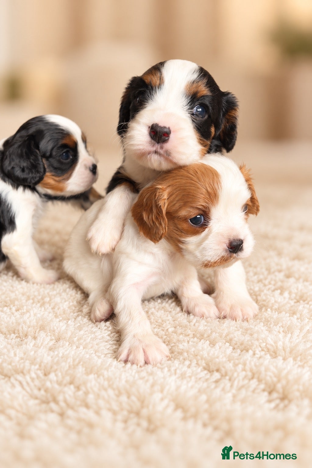 Cavalier King Charles Spaniel dogs for sale: ✨ Beautiful KC Cavalier King Charles Puppies ✨ - Advert 3