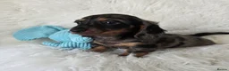 Miniature Dachshund dogs for sale: Gorgeous Mini daxi puppies  - Advert 22