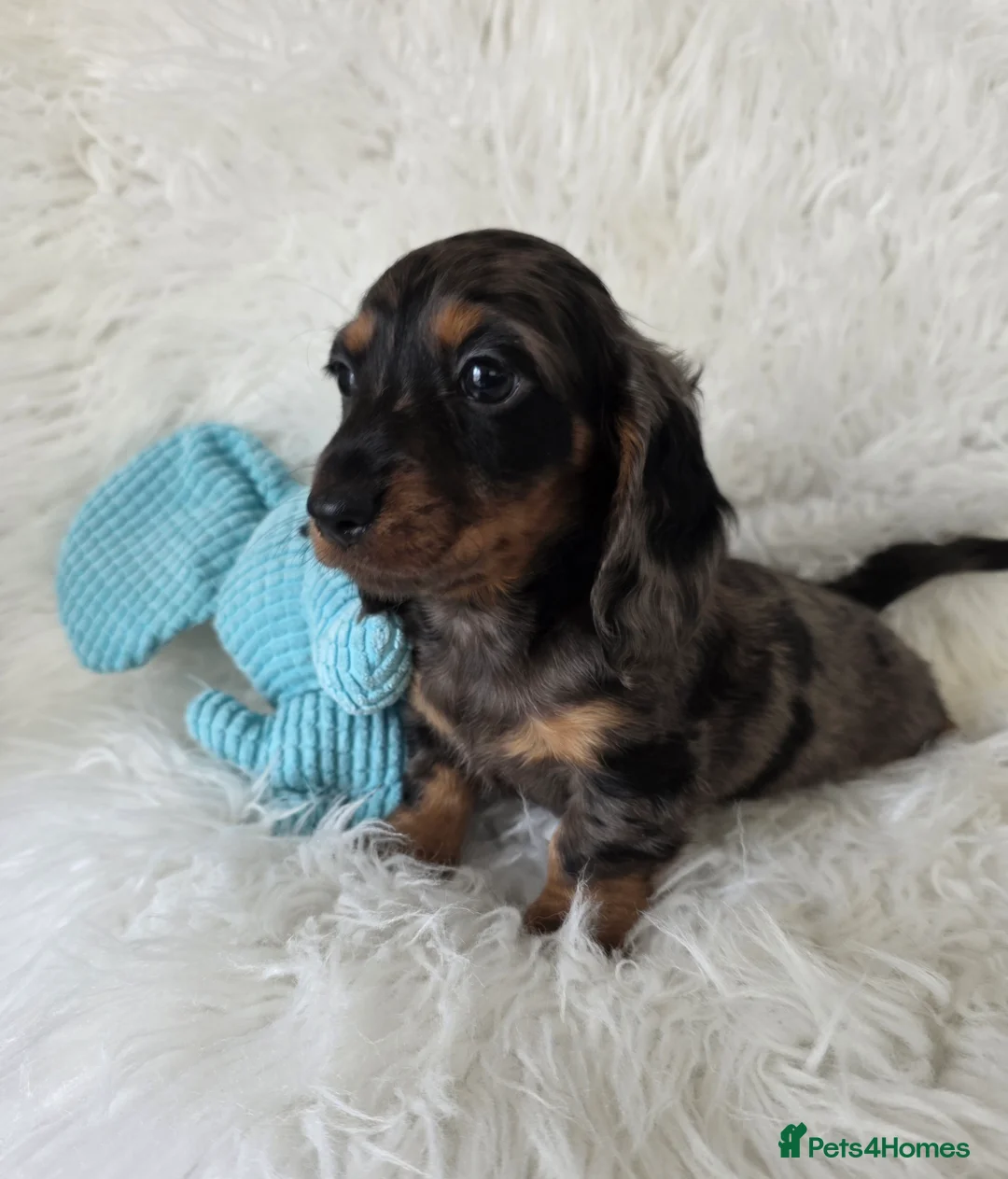 Miniature Dachshund dogs for sale: Gorgeous Mini daxi puppies  - Advert 22