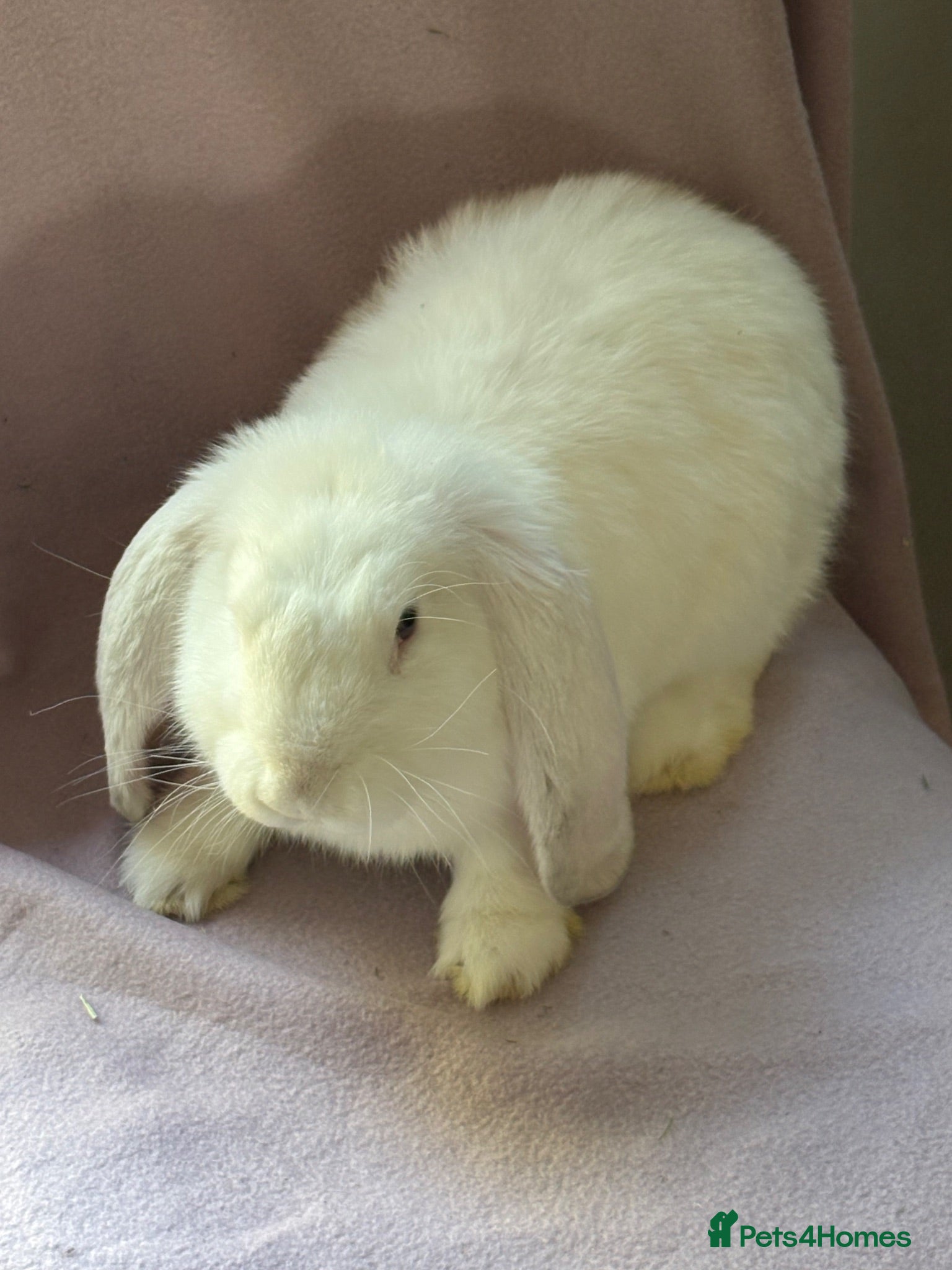 French Lop rabbits French lop baby - Advert 2